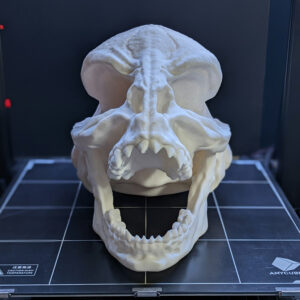 Saurian Skull